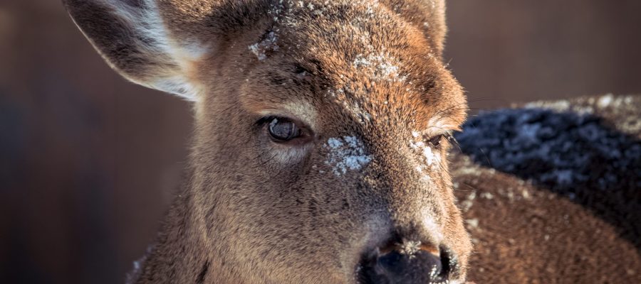 dsb_21-01-2024_142-edit